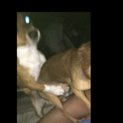 fendifigueroa x 706 LA - PHARMACUETICALS