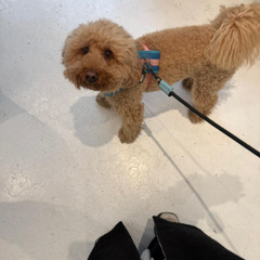 Didi Han - 19 Octobre 2025