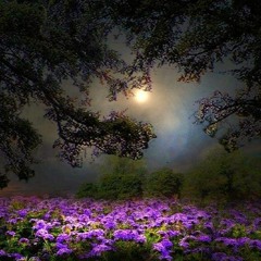 Moonlight