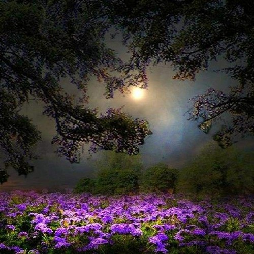 Moonlight