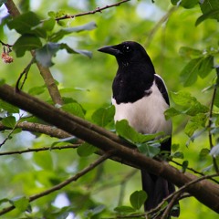 Magpie loud alarm call - 25 July 2023 - 5.25am