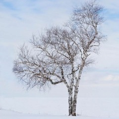 tuonelan koivut