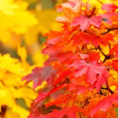 Yellow to Brown