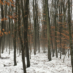 fog and rain