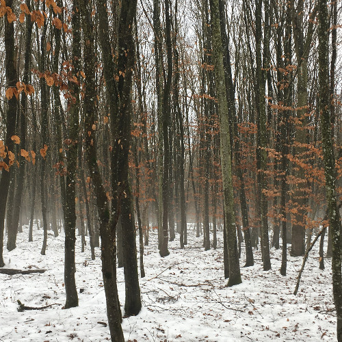 fog and rain