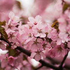 Em Nên Dừng Lại - Hưng Thái