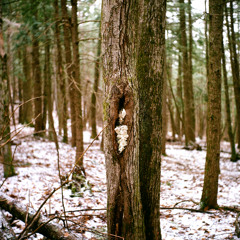 sculpture viii | kerf study [piano trio]