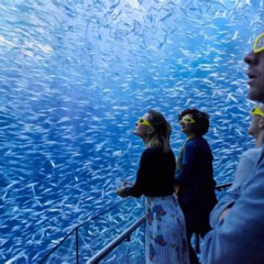 Review Special Price National Geographic Encounter: Ocean Odyssey Admission Ticket