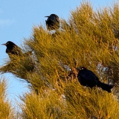 Grackles