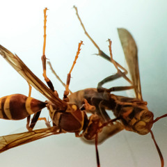 Lovelorn Wasp