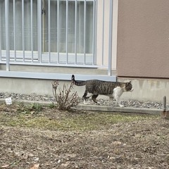 ポーザー白石チャレンジ