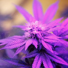 Purple Kush (CLIP)