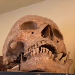 Boneology -H