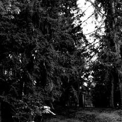 The Woods - KINOP$IA X $HASE