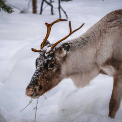 Randy The Hardcore Reindeer