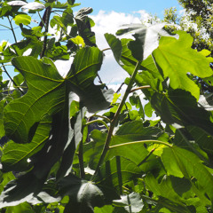 hello 2025 ✺ ambient & dub ✺ WOMEN mix