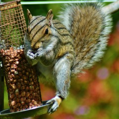 A Summer Solstice Hornpipe