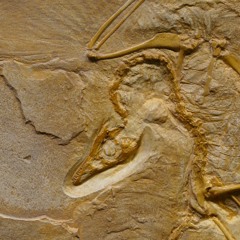 Jurassic Park Theme (cover)