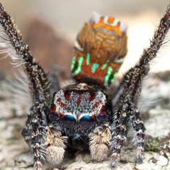 Thirty Two Bit Creeper Paradise