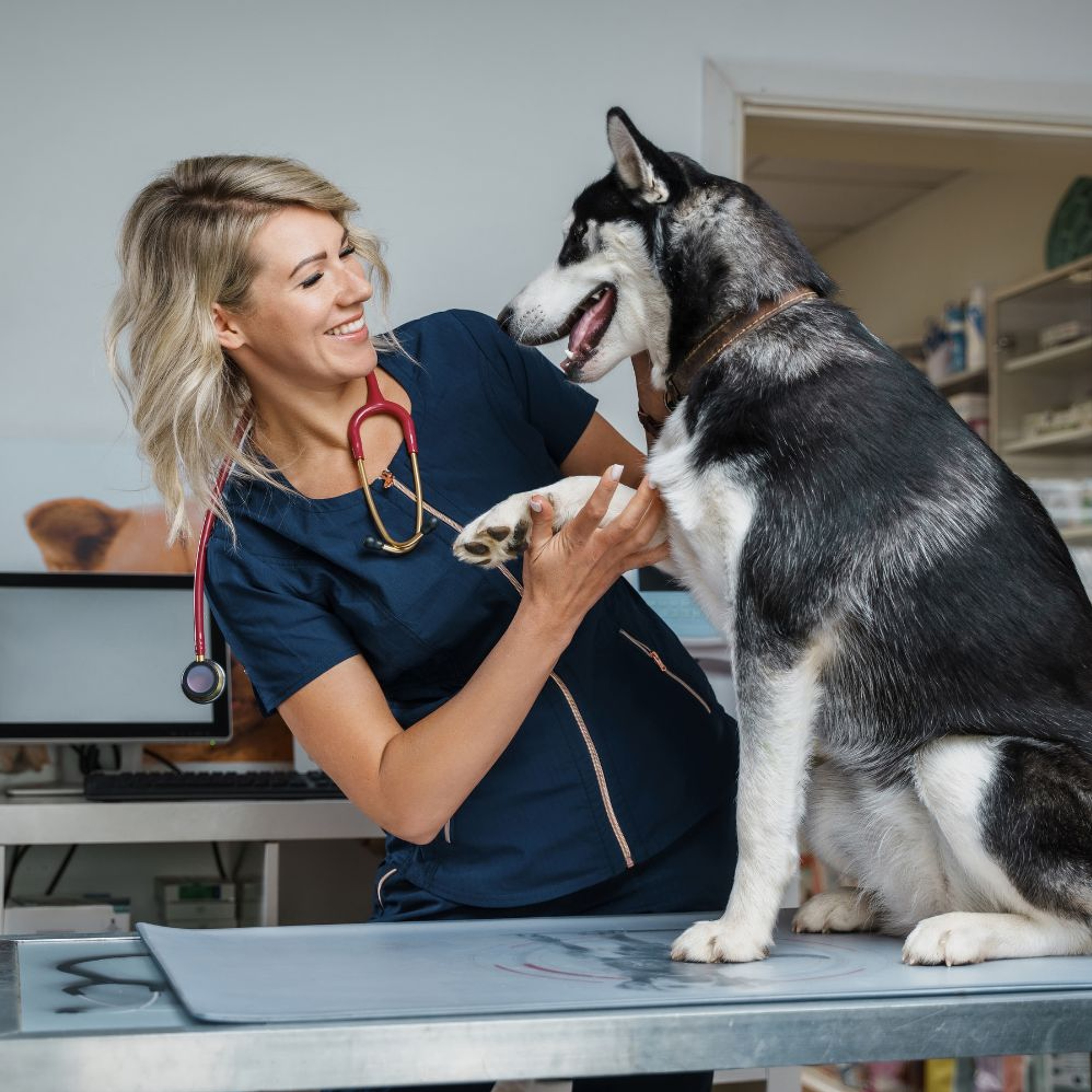 You Can Go Your Own Way: Finding Your Own Path In Veterinary Medicine