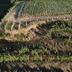 View of a Vinyard