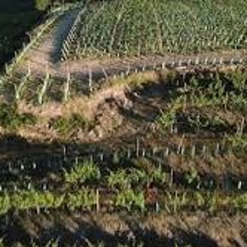 View of a Vinyard