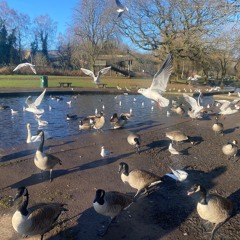 Wildfowl And Gull Frenzy - MixPre - 61456