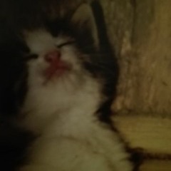 Luksusta pikku rahalla