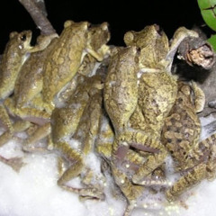 fancy froggy orgy