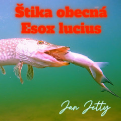 Štika obecná (Esox lucius)