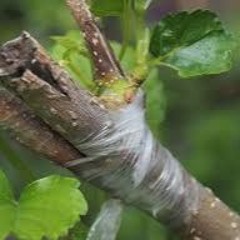 Week 2 - A Grafted Life