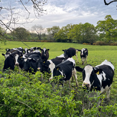 how to take the plunge