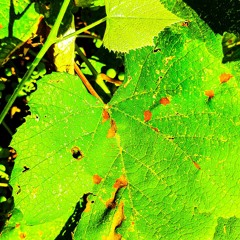 A M A Y A T Y P E B E A T