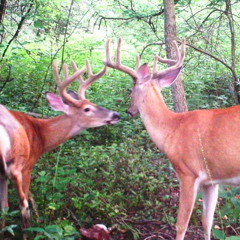 i remember the scent of your hair