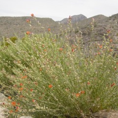 To Understand The Father, You Must Understand The Man