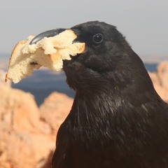 Bread Crow