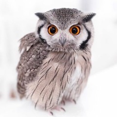 kokia-부엉이 (cover) 팬이 노래좀 올려달래서 급하게 커버라도 한...