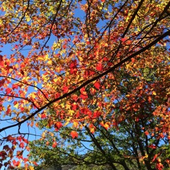 Yellow Leaf Rustle