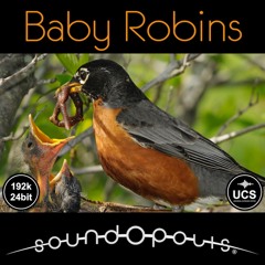 Soundopolis Presents: Baby Robins