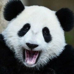 Glamorous EDM panda