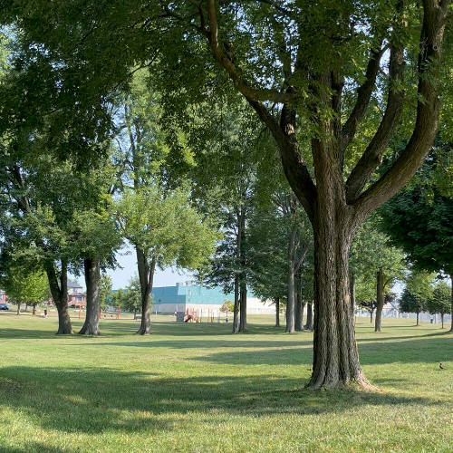 Pearl MS 8CL Demo - Suburban Park with Cicadas