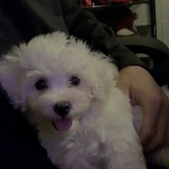 🐾