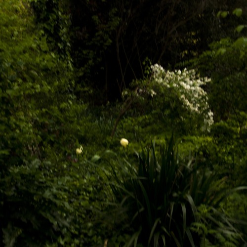 Jungle Euphoria