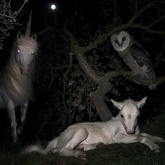 new celine (acid, HALLOWEEN)