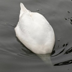 The Rains in Old Times