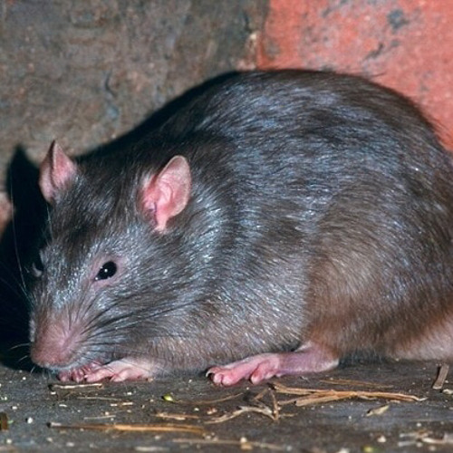 Himalayan Sewer Rat