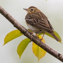 Tree Pipit - MixPre - 6305