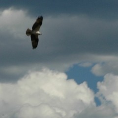 Let's Fly