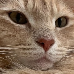 DJ DEEON - Let Me Bang (Juicycat Remix)