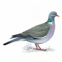 Dawn Chorus: Blackbird, seagulls and wood pigeon (Jo, Bedminster, Bristol)